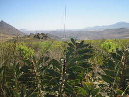 Image of Protea inopina J. P. Rourke