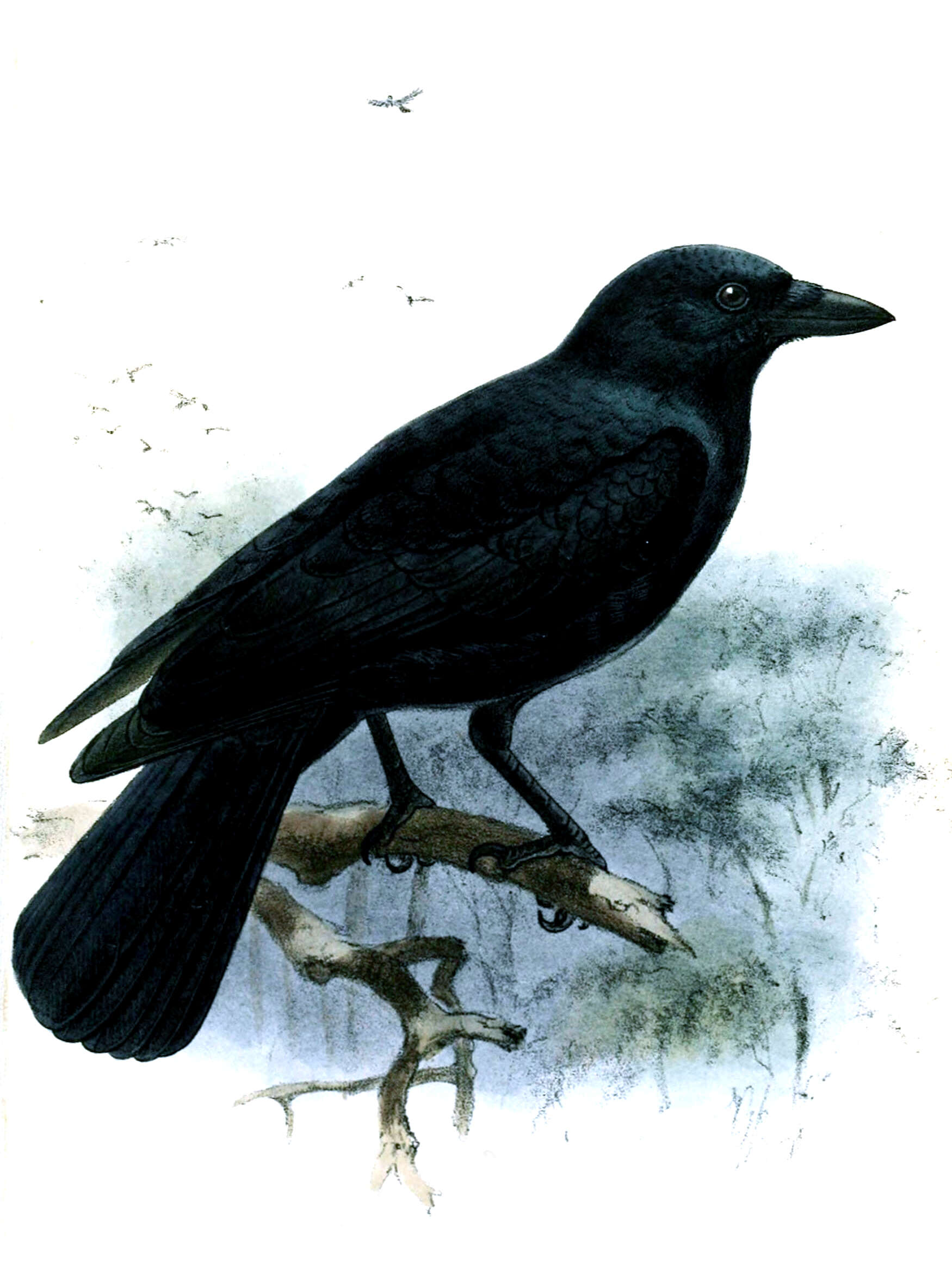 Image of New Caledonian Crow