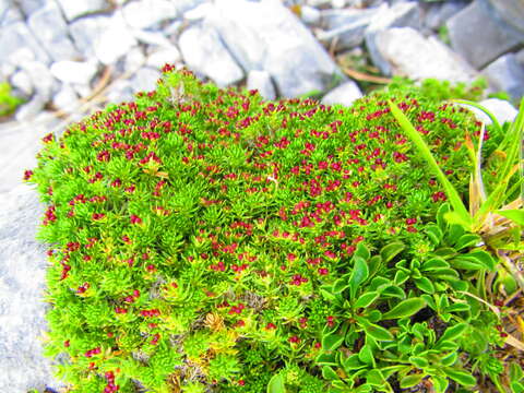 Imagem de Galium palaeoitalicum Ehrend.