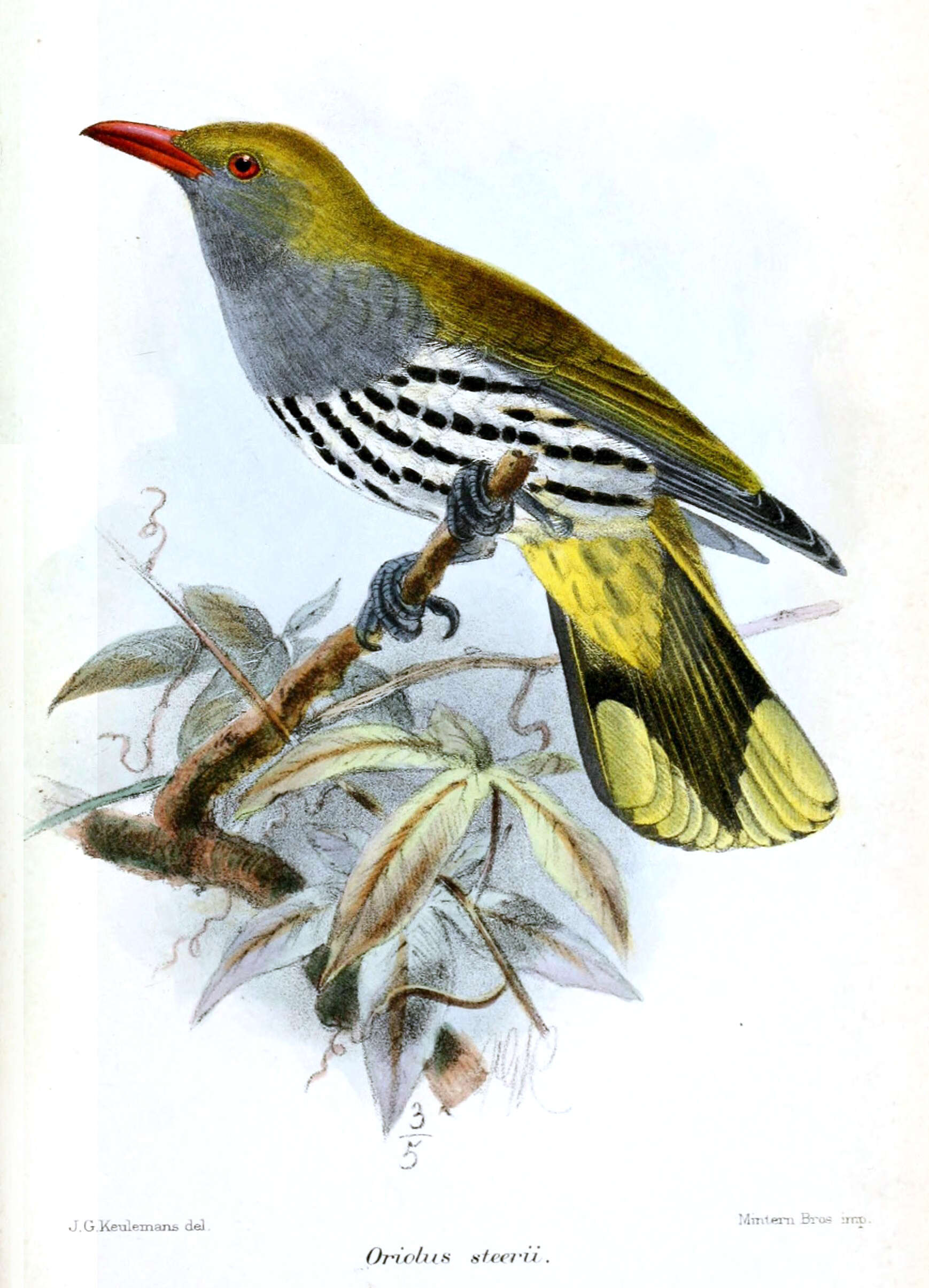 Image of Oriolus Linnaeus 1766