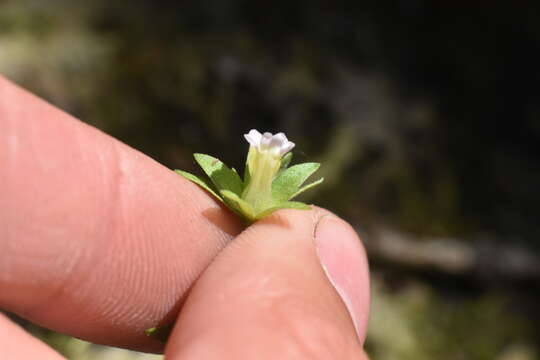 Image de Gratiola ebracteata Benth. ex A. DC.