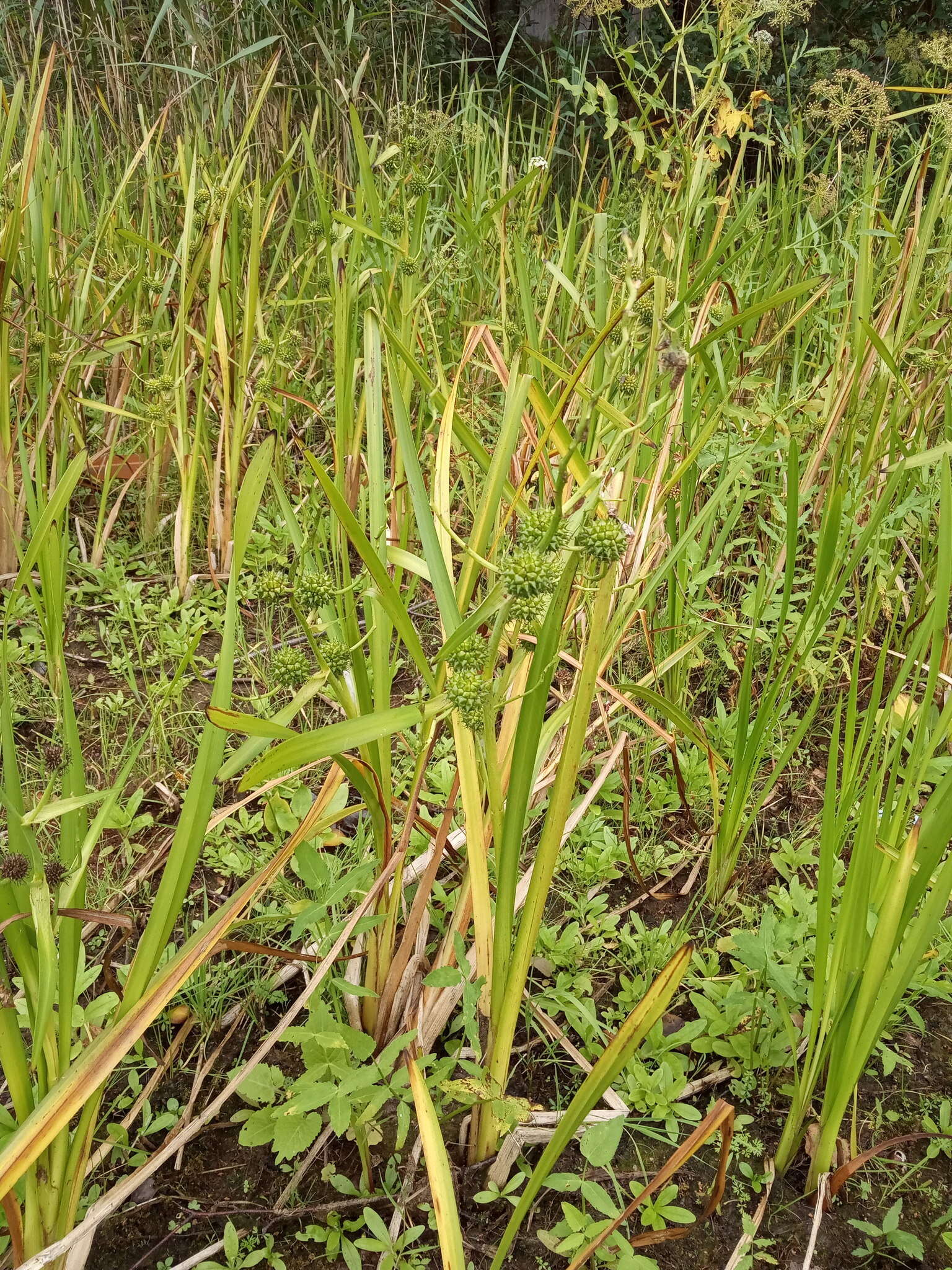 Image of Sparganium erectum subsp. erectum