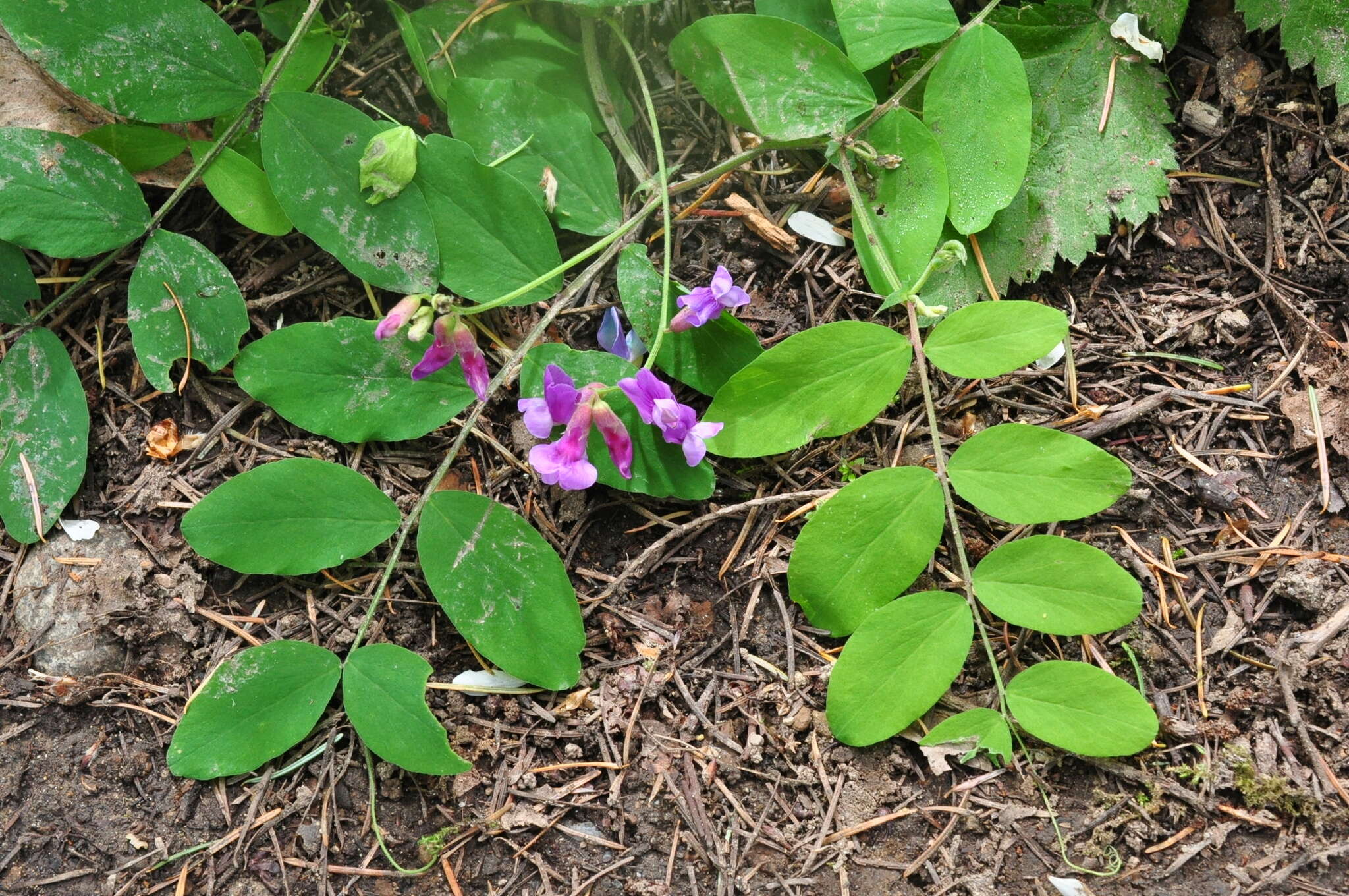 Imagem de Lathyrus nevadensis S. Watson