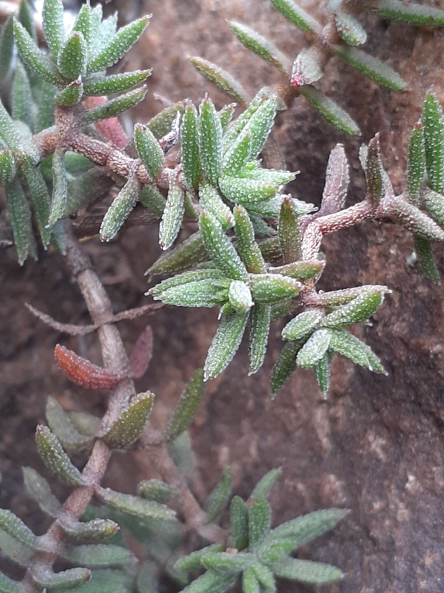 Image of Crassula pruinosa L.