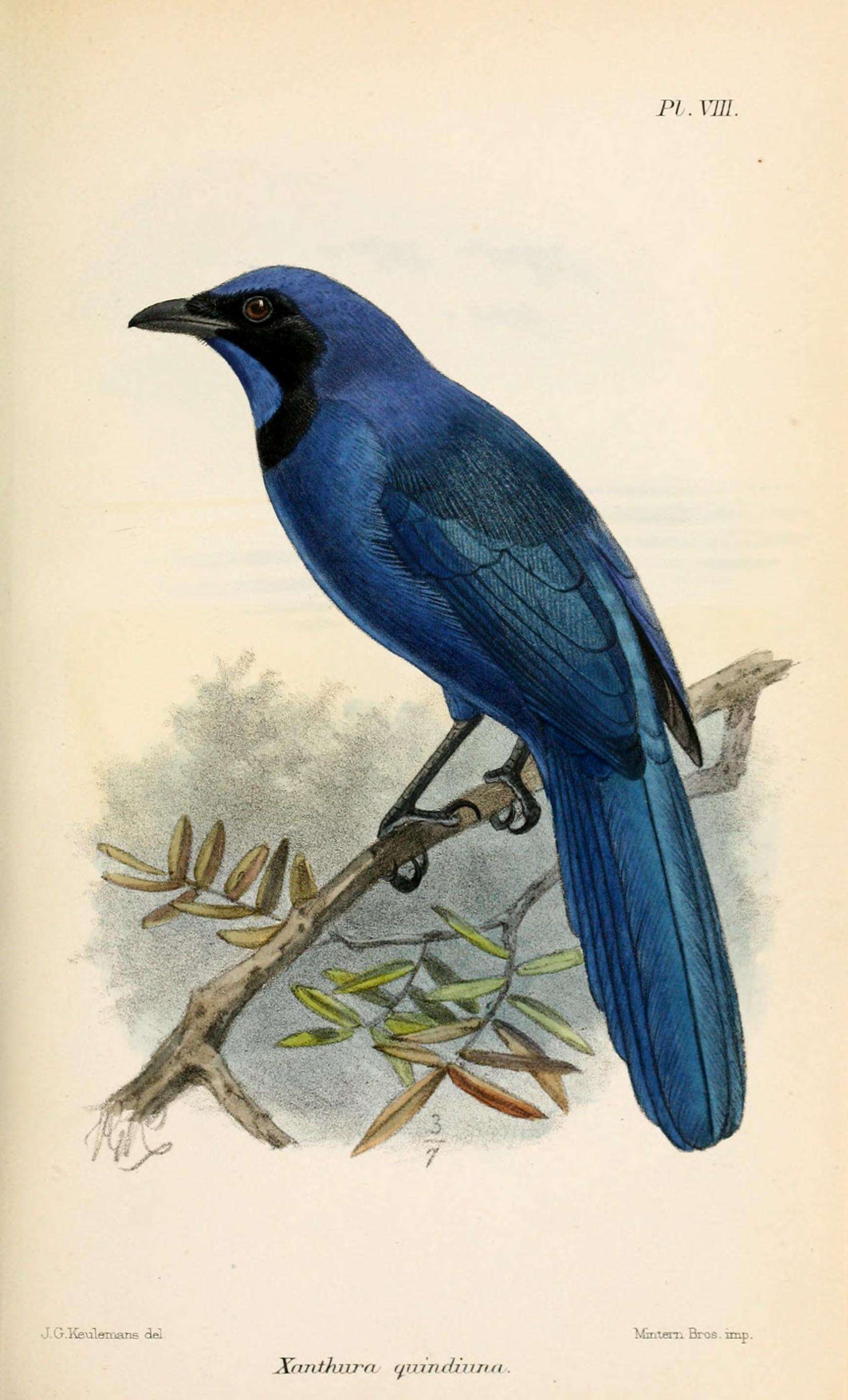 Image of Cyanolyca Cabanis 1851
