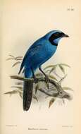 Image of Turquoise Jay