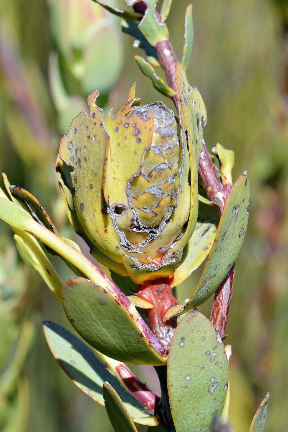 Plancia ëd Leucadendron discolor Buek ex Meissn.