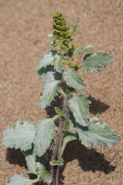 Image of silver bur ragweed