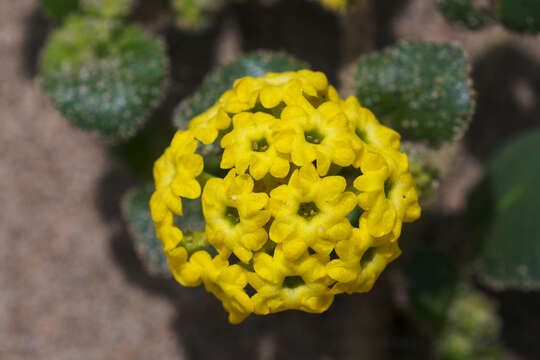 Image of coastal sand verbena