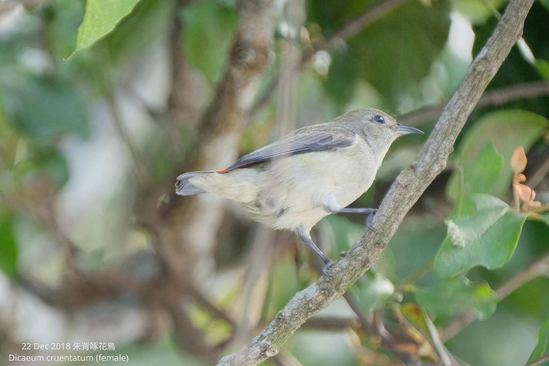 Image of Scarlet-backed Flowerpecker