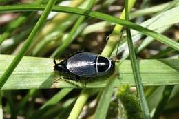 Phyllodromica (Phyllodromica) megerlei Fieber 1853的圖片