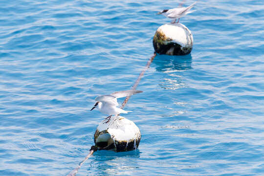 Image of Black-naped Tern