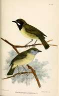 Image of Fairy Gerygone