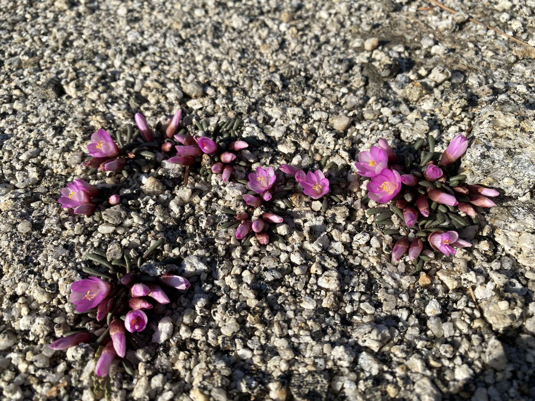 Image of Yosemite bitterroot