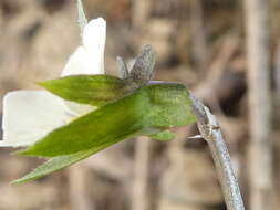 Слика од Viola arvensis subsp. arvensis