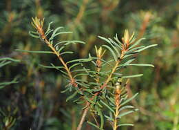 Imagem de Rhododendron tomentosum (Stokes) Harmaja