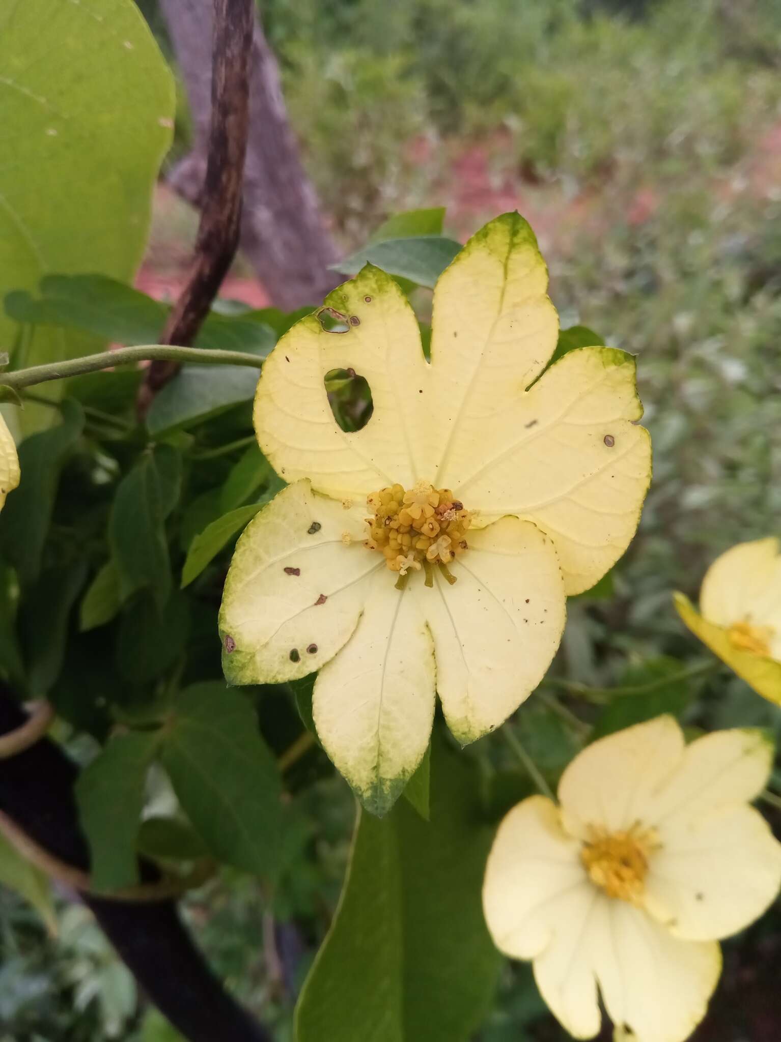 Image of Dalechampia subternata Müll. Arg.