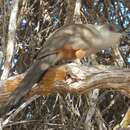 Image of Cuban Lizard-cuckoo