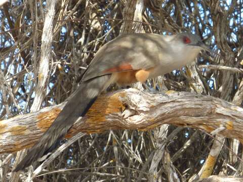 Image of Cuban Lizard-cuckoo