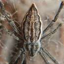 Imagem de Argiope ocyaloides L. Koch 1871