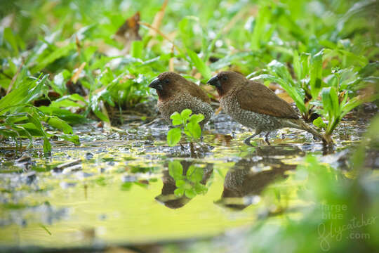 Image of Lonchura punctulata topela (Swinhoe 1863)