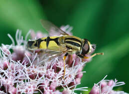 Image of Helophilus trivittatus (Fabricius 1805)