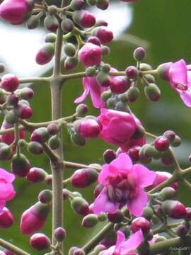 Image de Meriania macrophylla (Benth.) Triana