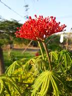 Plancia ëd Jatropha multifida L.