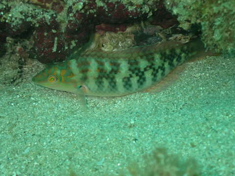 Image of Bubblefin Wrasse