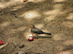 Image of Spectacled Thrush