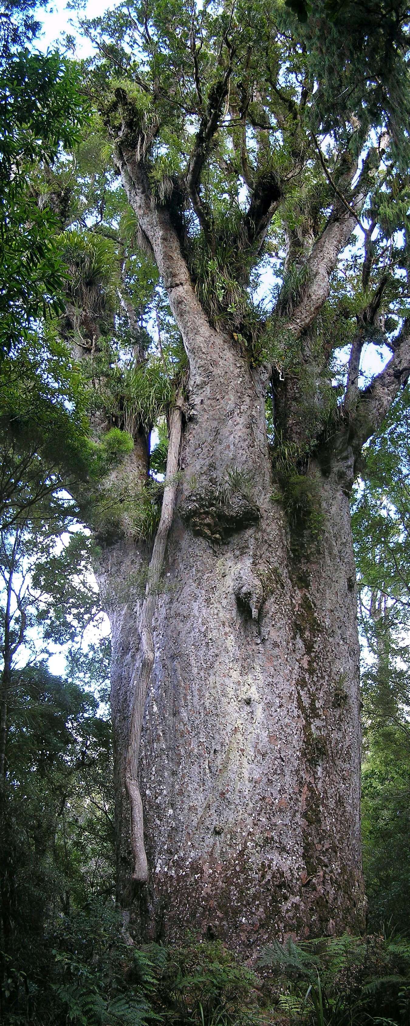 Image of kauri