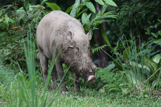 Image of Bearded Pig