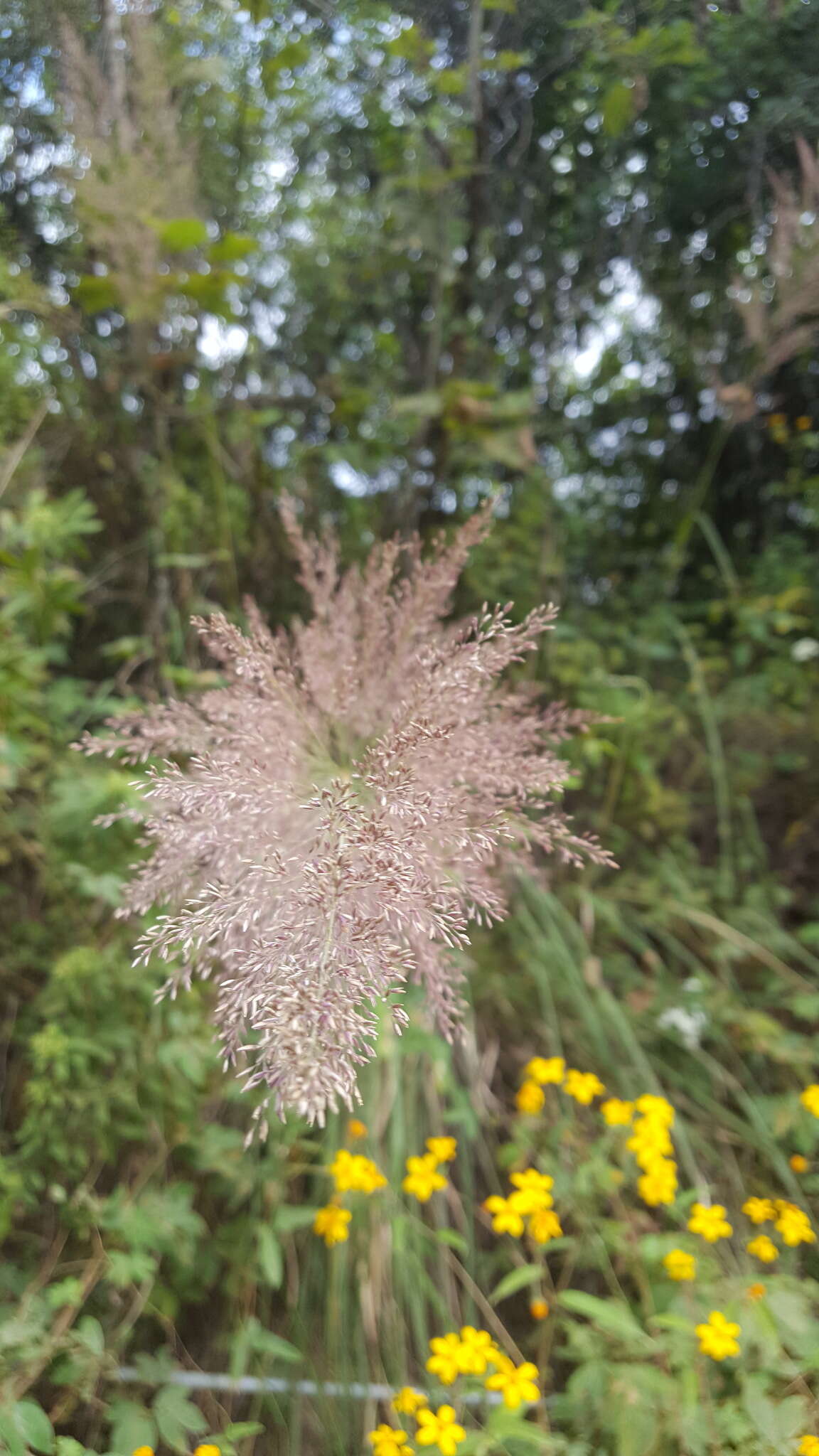 Image of bullgrass