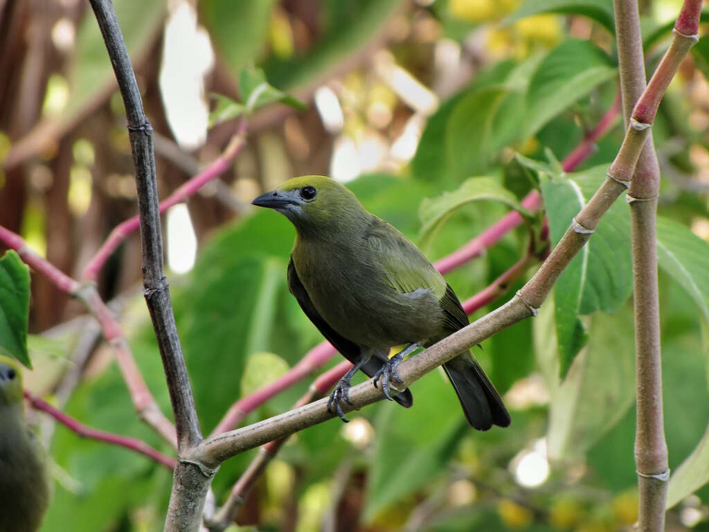 Image of Palm Tanager