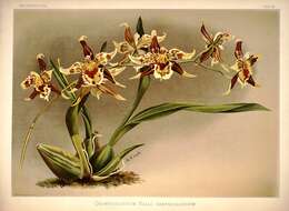 Image of Oncidium hallii (Lindl.) Beer