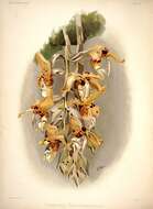 Image of Stanhopea shuttleworthii Rchb. fil.