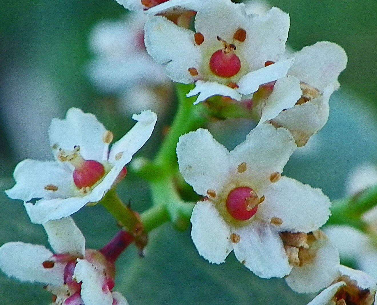 Image of Gymnosporia szyszylowiczii (Kuntze) M. Jordaan