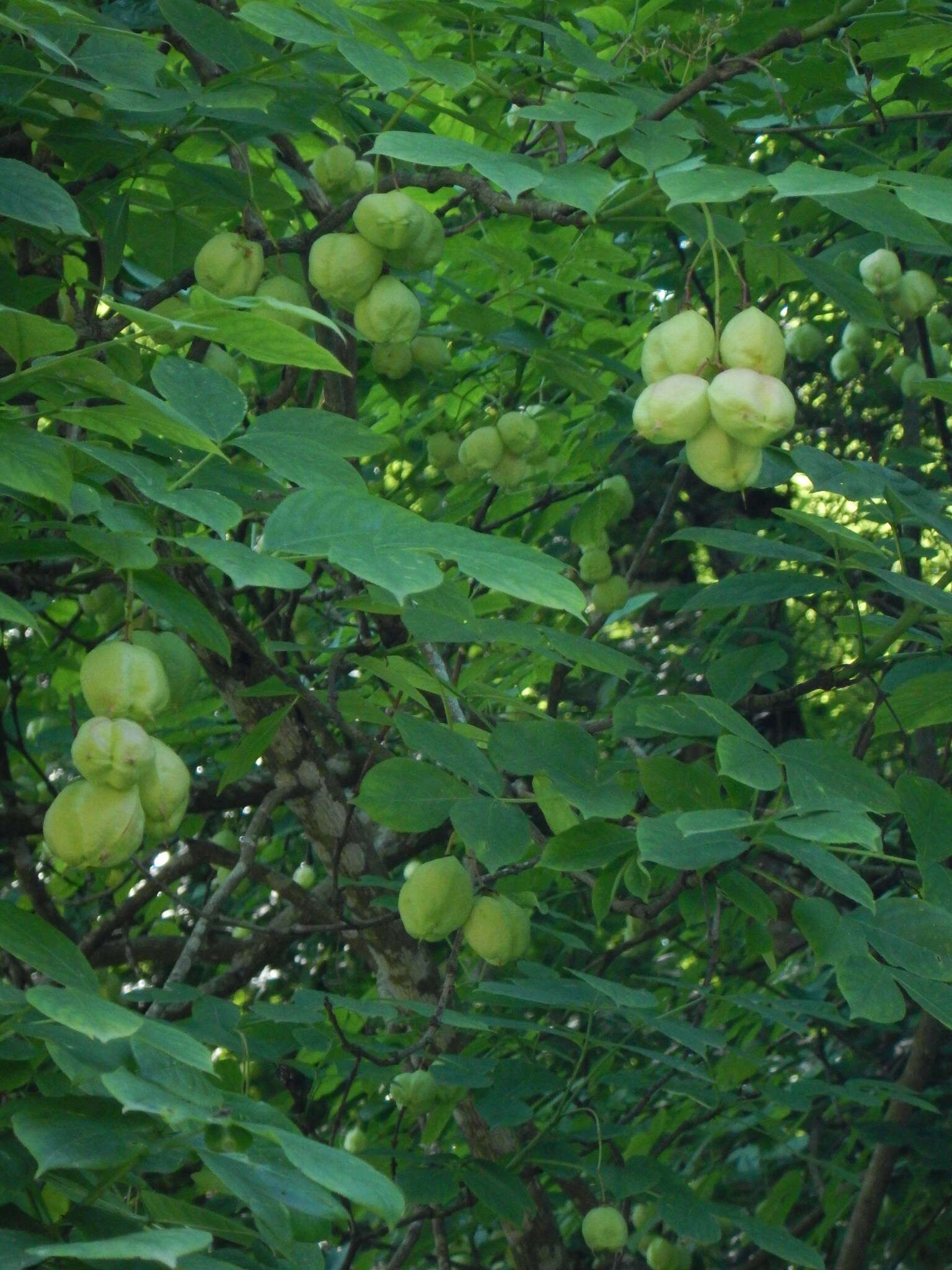 Image de arbre aux pistaches