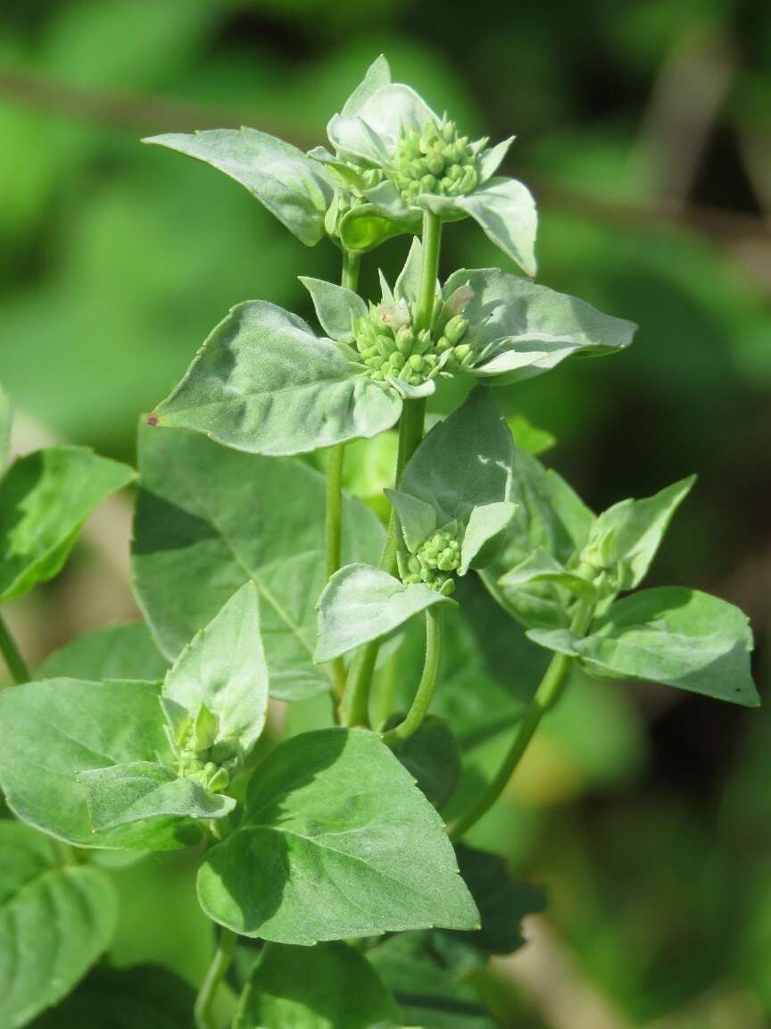 Image of Florida Mountain-Mint