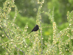 Image of White-winged Black Tyrant