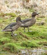 Image of Andean Teal