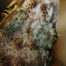 Image of Siamese leaf-toed gecko