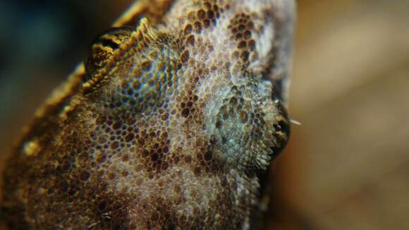 Image of Siamese leaf-toed gecko