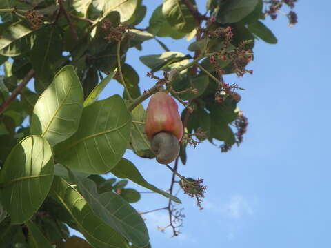 Image of cashew