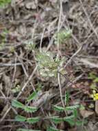 Слика од Alyssum umbellatum Desv.