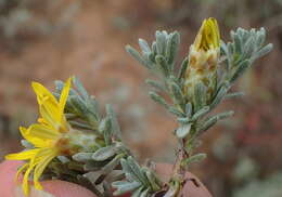 Plancia ëd Oedera oppositifolia (DC.) N. G. Bergh