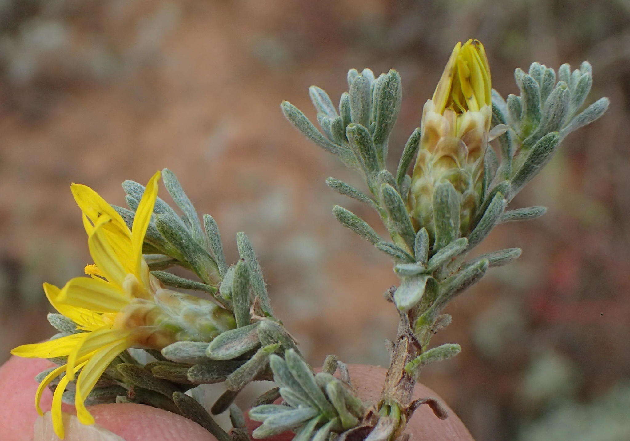 Image of Oedera oppositifolia (DC.) N. G. Bergh