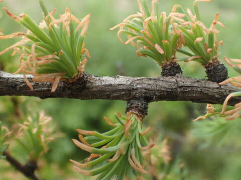 Image of larch case-bearer