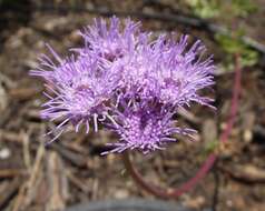 Image of Pinked Mistflower