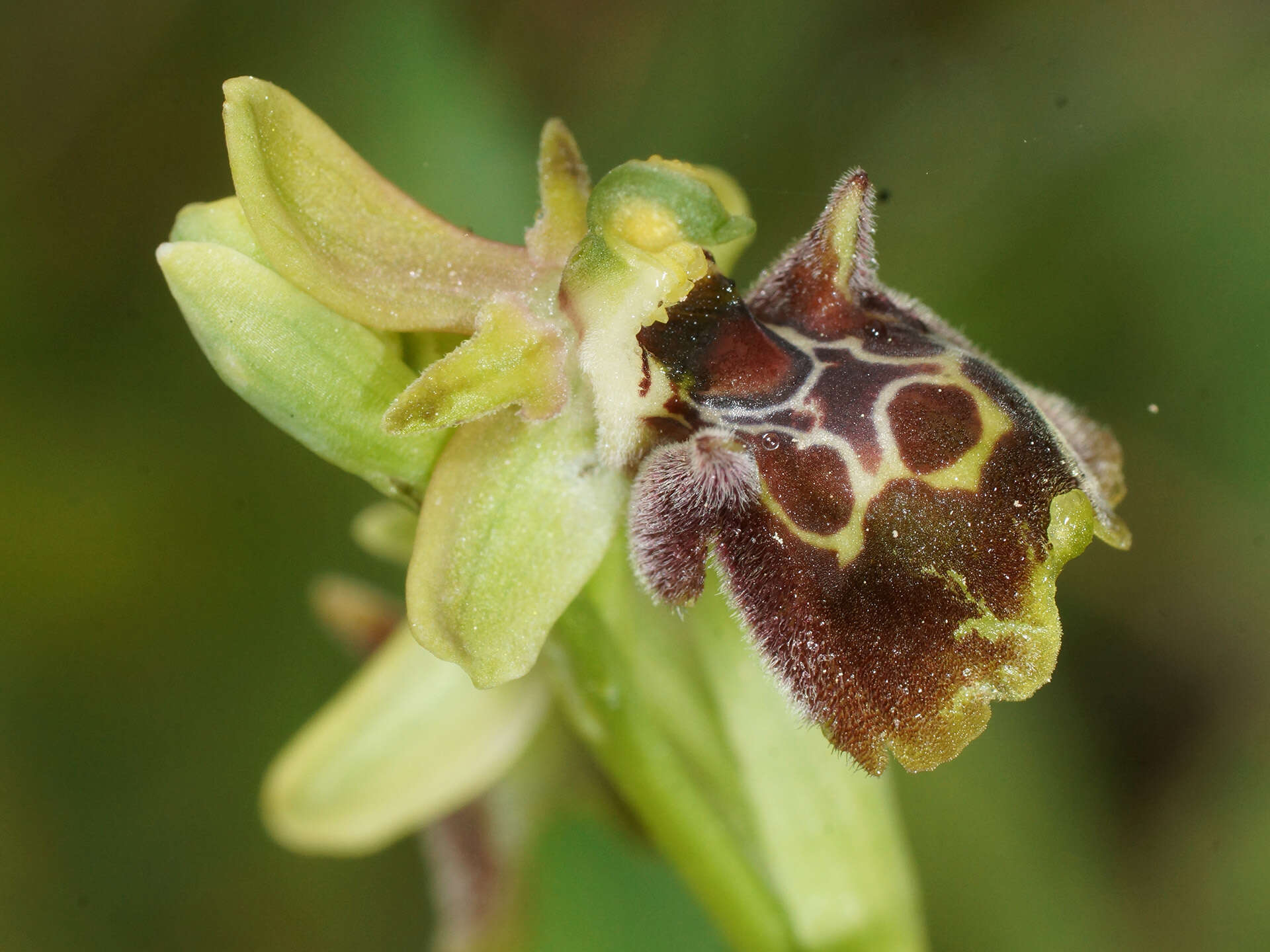 Image of Ophrys fuciflora subsp. pallidiconi Faurh.